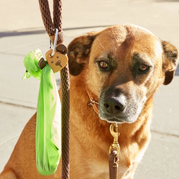 Dog Light - Image 4